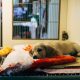 The truth about dog hotels