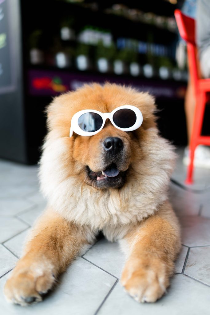 dog wearing shades