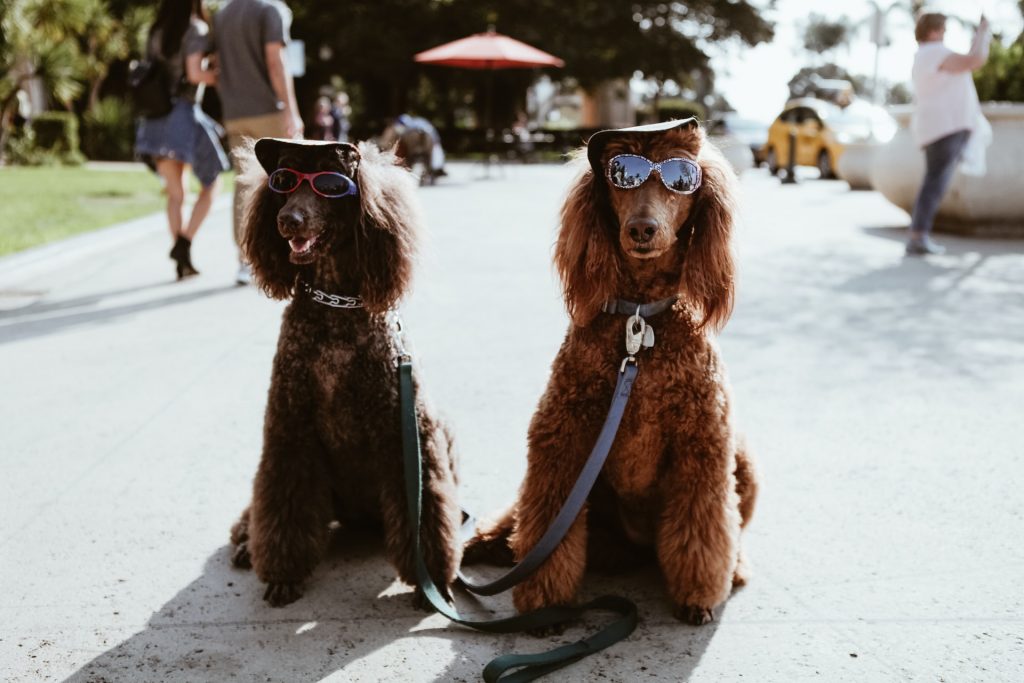 dogs in sun