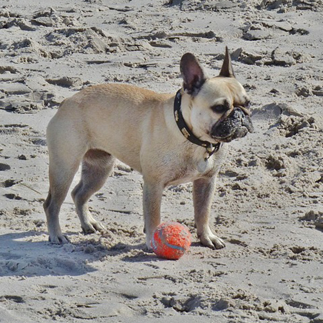 lebanon beaches dog