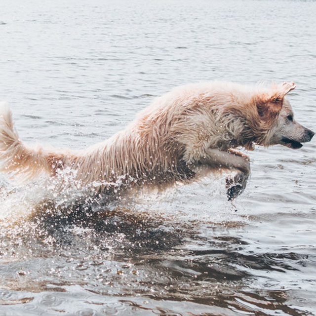dog swimming lebanon