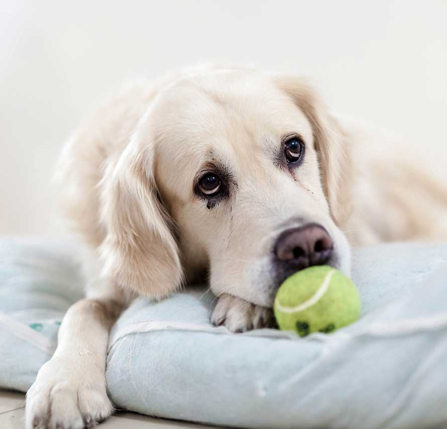 dog bored anxiety