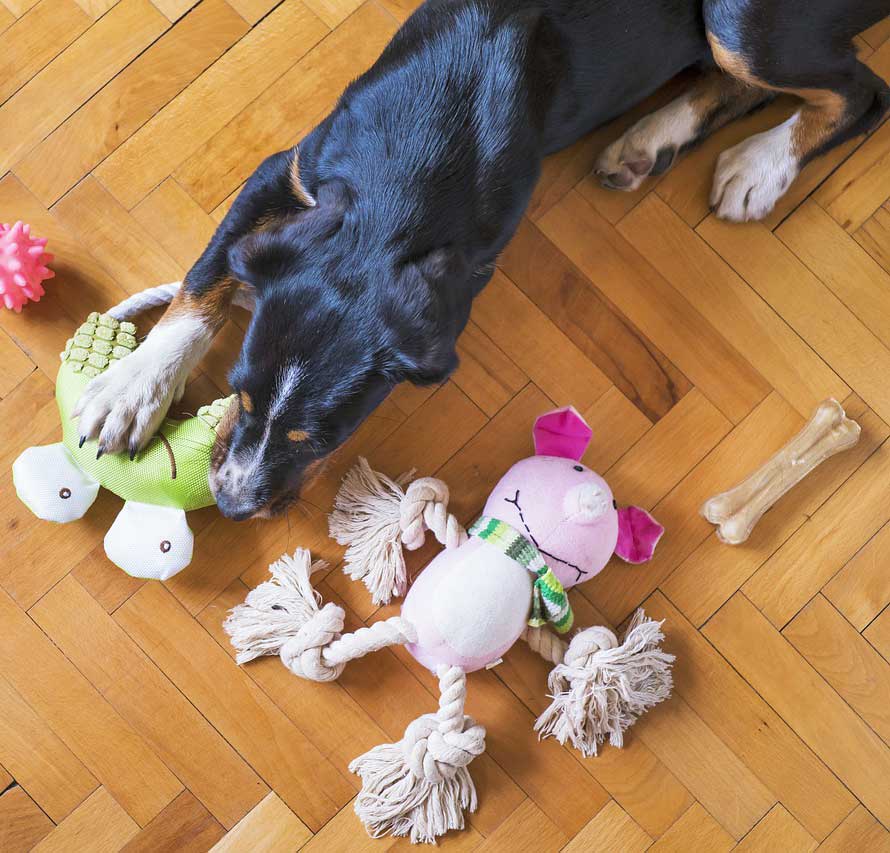 dog toy separation 